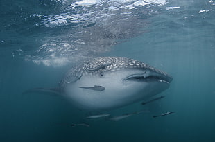 gray whale shark, animals, nature, shark HD wallpaper