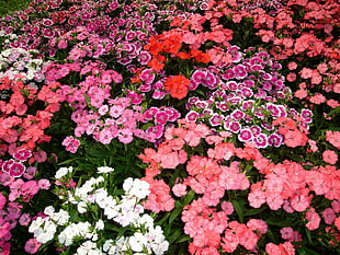 Dianthus flower field photo HD wallpaper