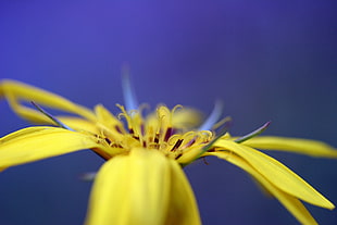 shallow focus photo of yellow insect