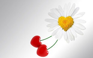 heart-shaped Daisy flower with cherry fruit illustration
