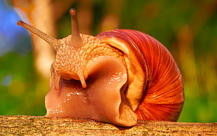 portrait of orange Snail HD wallpaper
