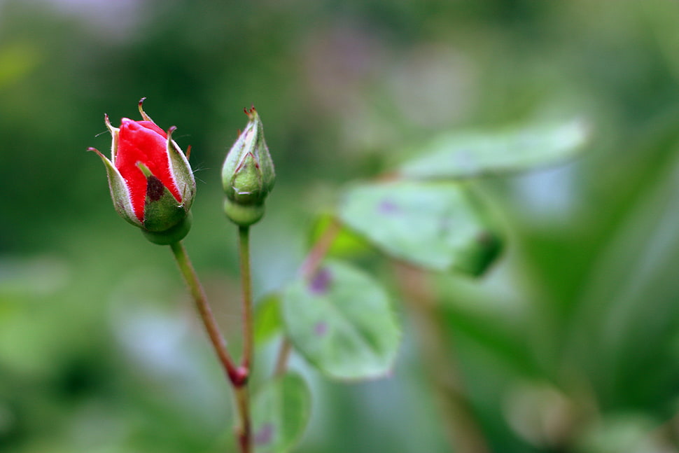 red petaled flower HD wallpaper