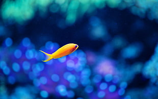 yellow fish in shallow focus shot