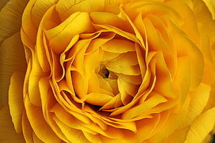 closeup photography of yellow rose flower