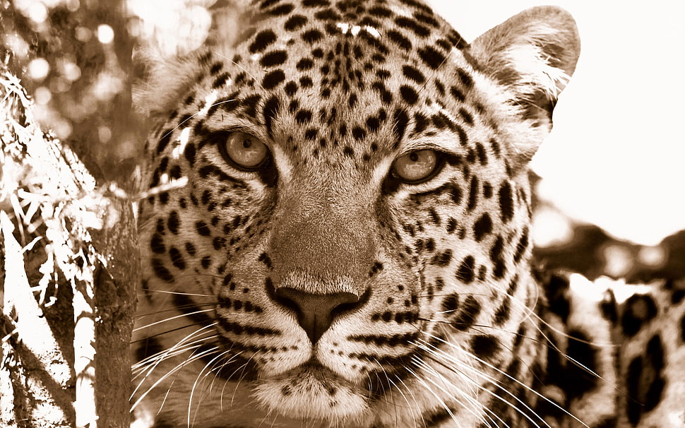antique photography of Leopard HD wallpaper