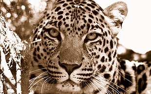 antique photography of Leopard