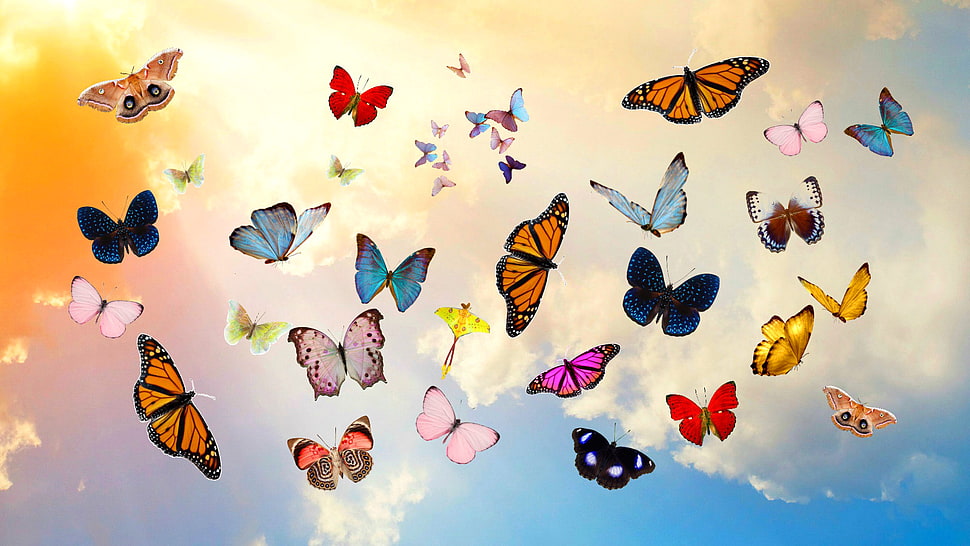 group of butterflies flying in the sky HD wallpaper