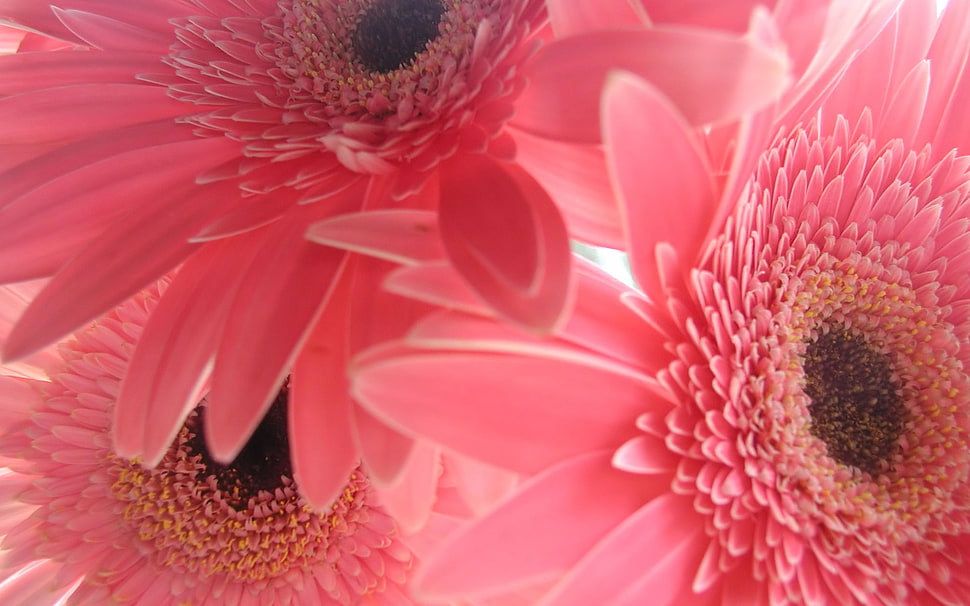 photo of three pink petaled flowers HD wallpaper