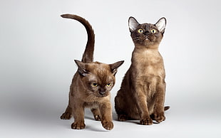 two short-coated brown cats