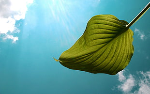 closeup photo of green leaf