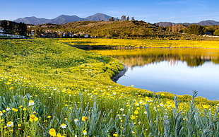 yellow Daisies field near lake and mountains at daytime HD wallpaper