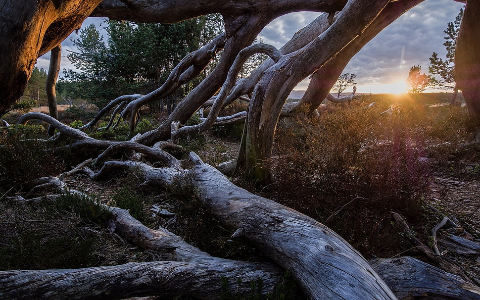 assorted drift woods during daytime HD wallpaper