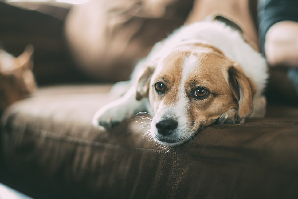 medium smooth white and tan dog HD wallpaper