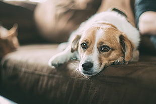 medium smooth white and tan dog