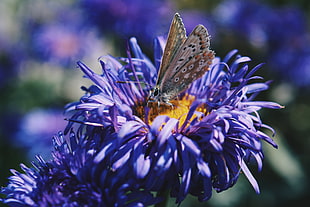 brown butterfly, Butterfly, Flower, Close-up