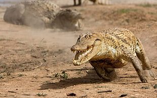 Crocodile running on brown field