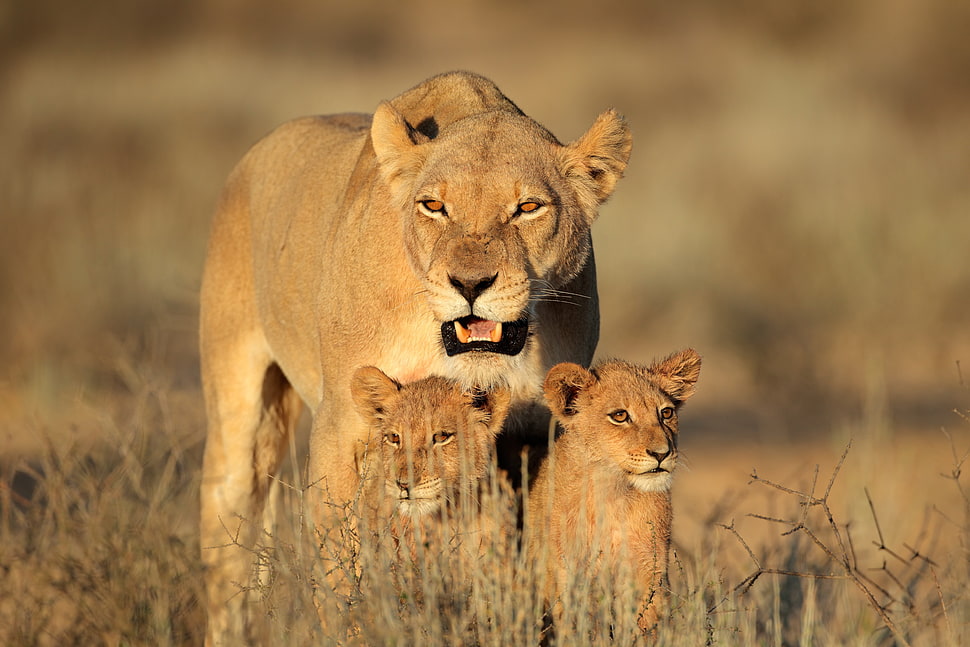 brown Lioness and two cubs on green grass HD wallpaper