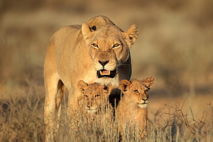 brown Lioness and two cubs on green grass