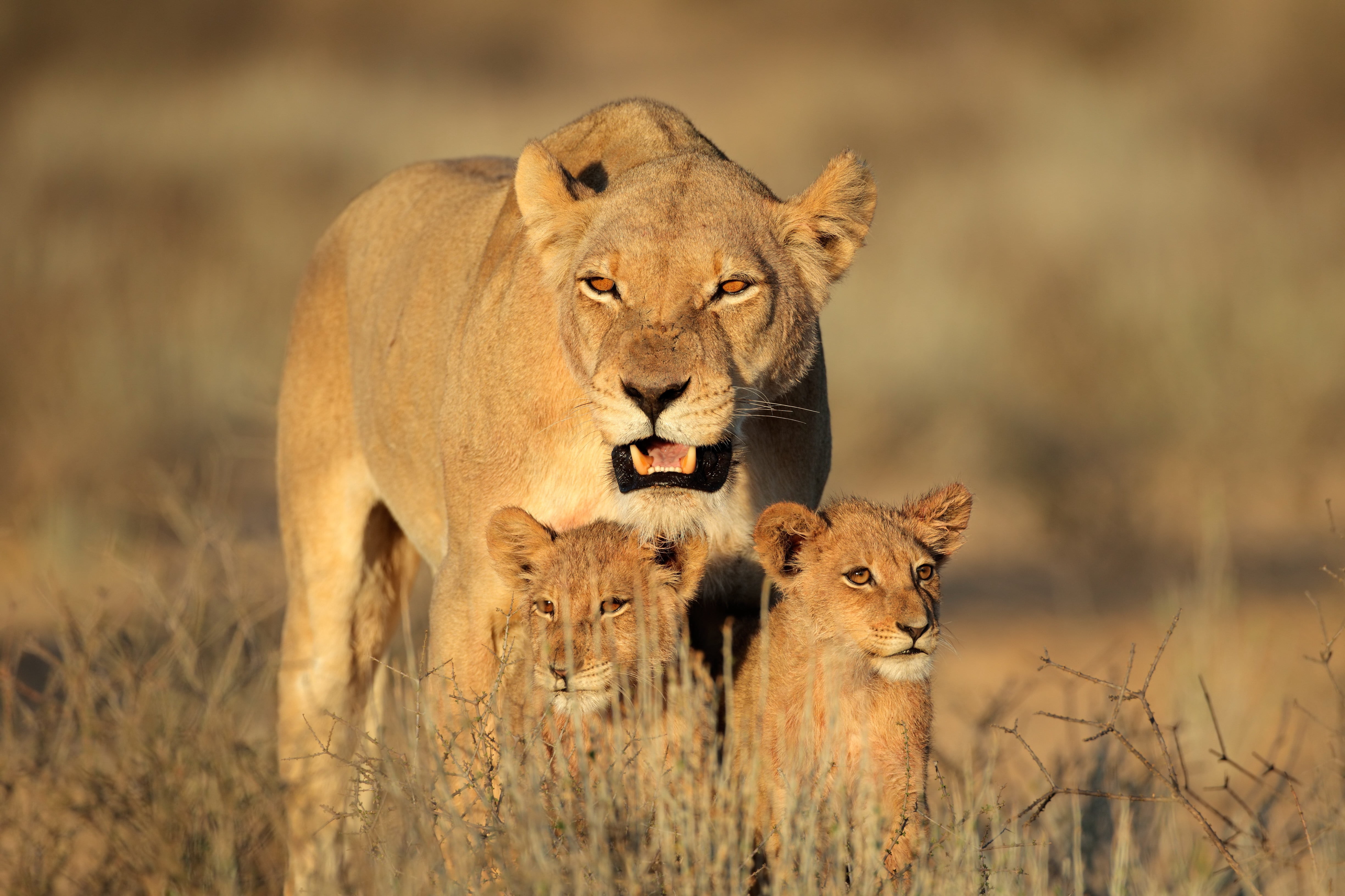 brown Lioness and two cubs on green grass