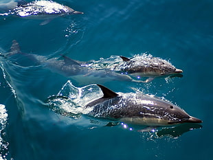 two gray dolphins, dolphin