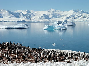 penguins on seashore