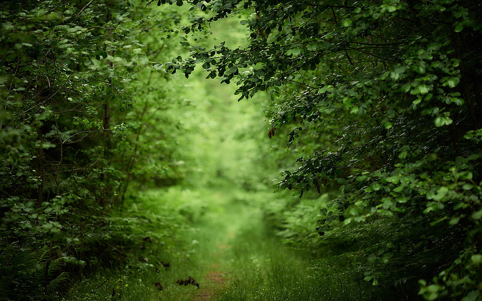 green leafed tree, forest HD wallpaper