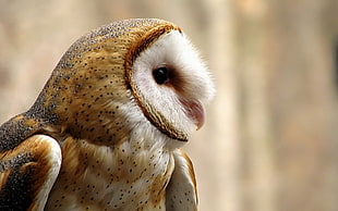 closeup photo of brown and white Barn Owl