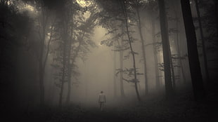 black trees, mist, men, forest, spooky HD wallpaper