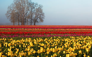 yellow, pink, and red flower plantation