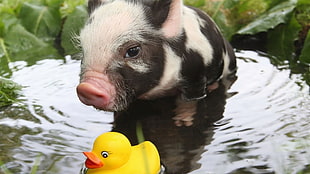 black and white piglet, rubber ducks, pigs, baby animals, animals HD wallpaper