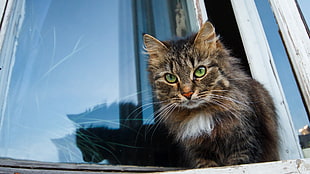 brown Tabby cat on white wooden window frame