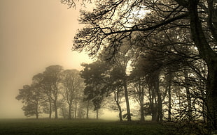 silhouette of trees with fogs HD wallpaper