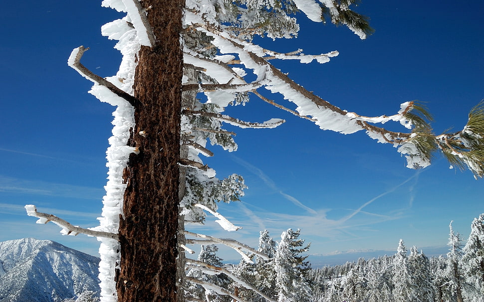 close-up photography of snow covered trees under blue clear sunny sky HD wallpaper