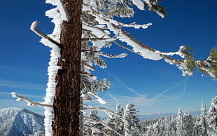 close-up photography of snow covered trees under blue clear sunny sky