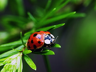 red lady bug HD wallpaper