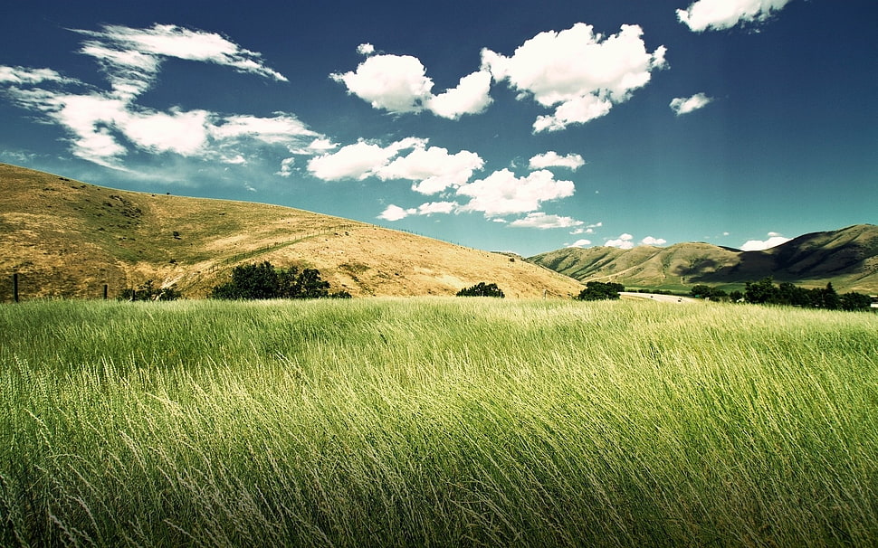 green grass field, nature, landscape, field, clouds HD wallpaper