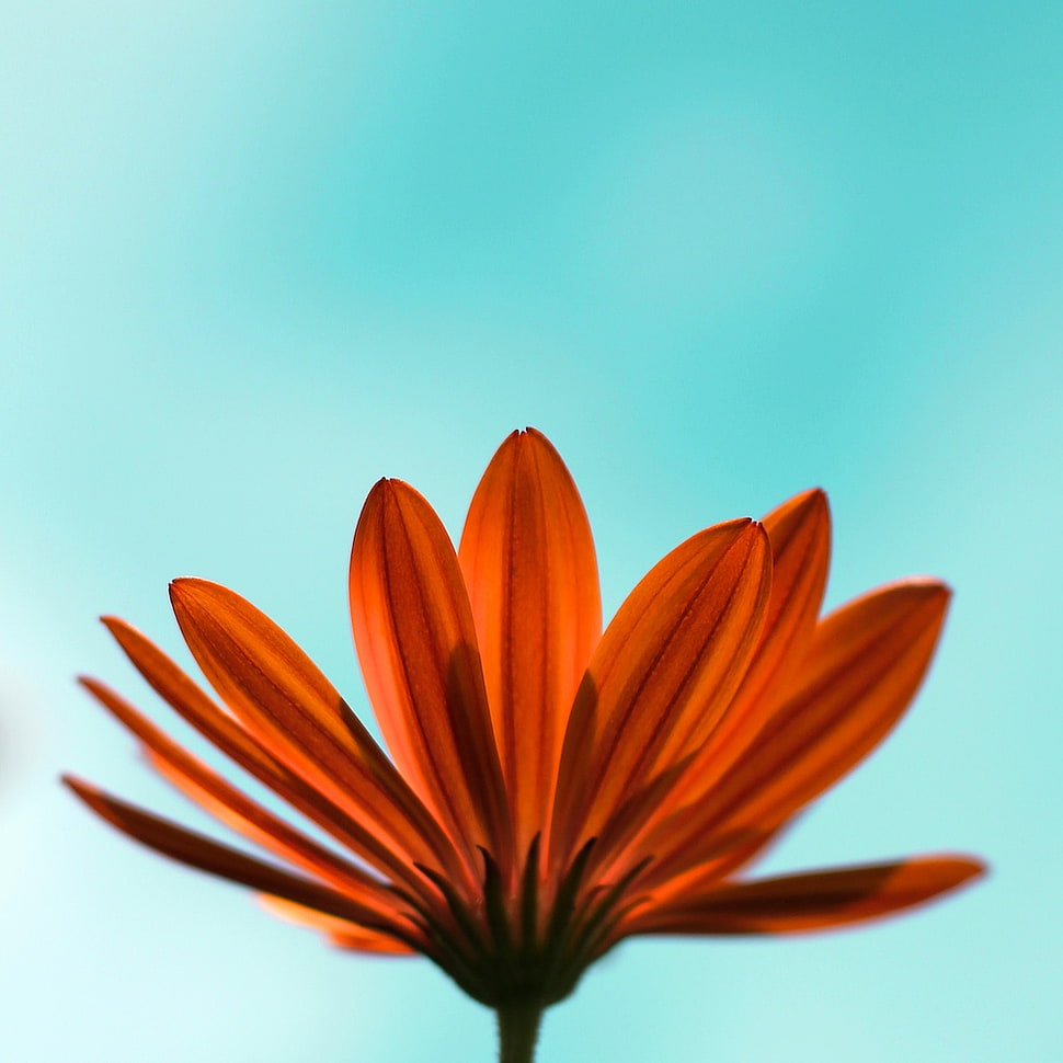 orange Daisy closeup photography HD wallpaper