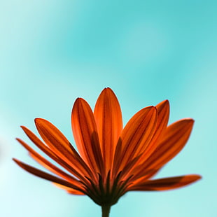 orange Daisy closeup photography