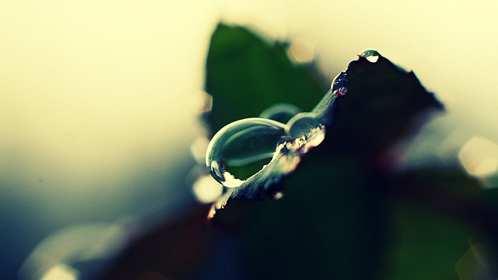 water tear drop green leaf plant HD wallpaper
