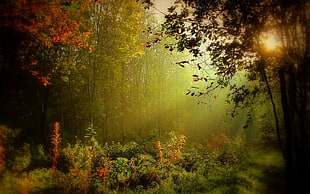 green trees, landscape, forest