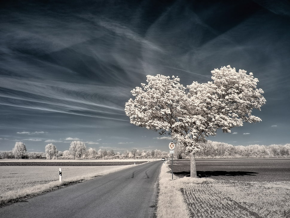 beige leafing tree near road HD wallpaper