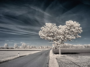 beige leafing tree near road