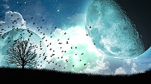 bird flying over bare tree with moon background artwork, clouds, Moon, night, stars
