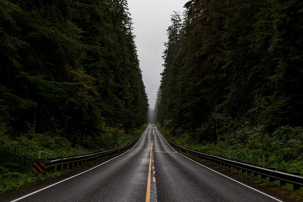black asphalt road, road, forest, Monsoon HD wallpaper