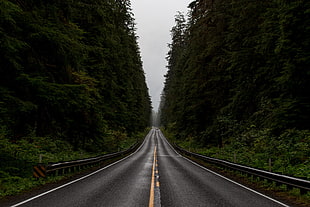black asphalt road, road, forest, Monsoon HD wallpaper