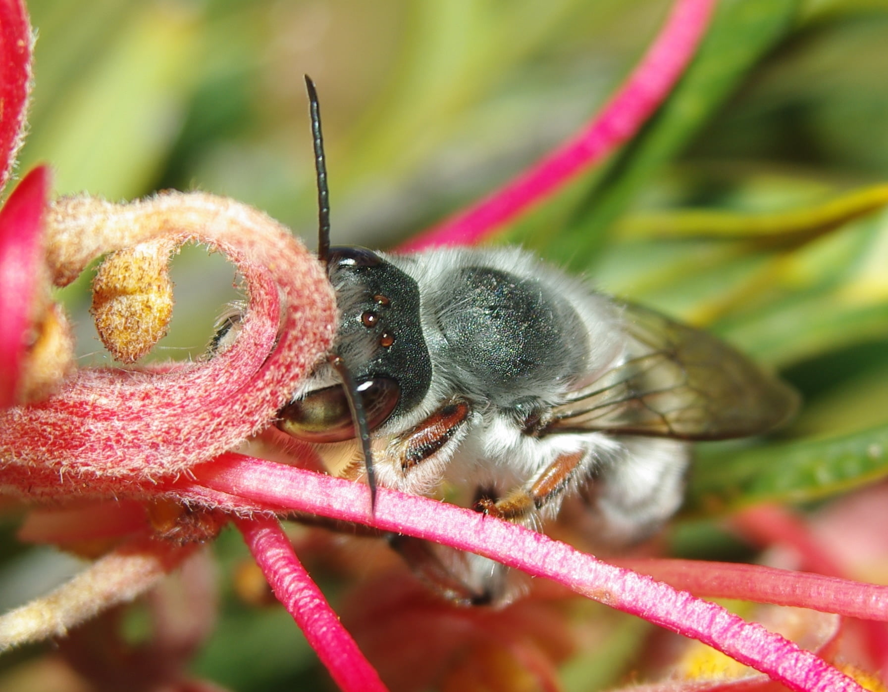 white bee perched on pink flower macro photography