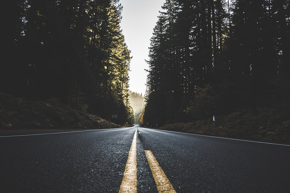black asphalt road, Road, Marking, Trees HD wallpaper