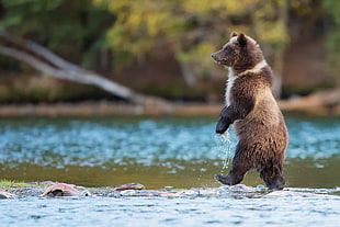 grizzly bear, bears, nature, animals, river HD wallpaper