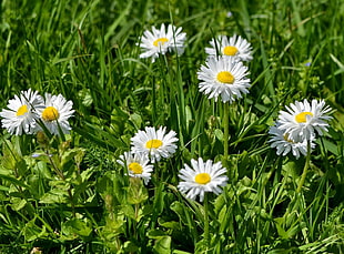 closeup photo of white daisies