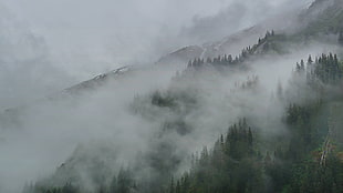 trees and clouds, clouds, mist, forest, Alaska